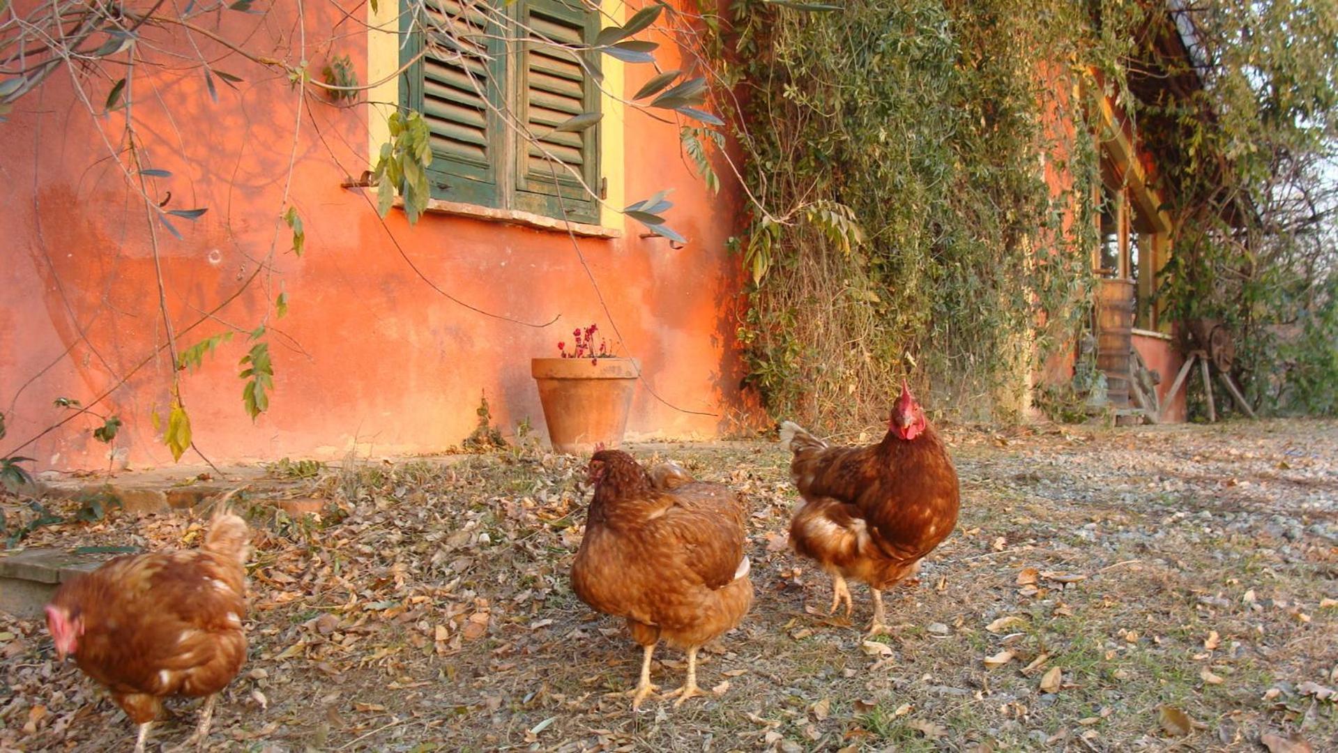 Agriturismo Cascina Degli Ulivi Novi Ligure Dış mekan fotoğraf